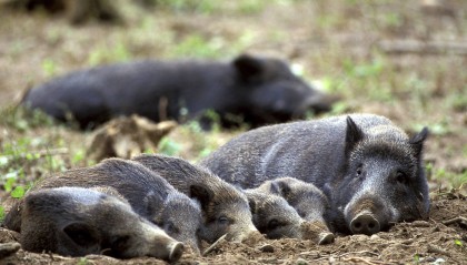 高铁机械师处理故障被撞身亡，野猪之外还有疑问