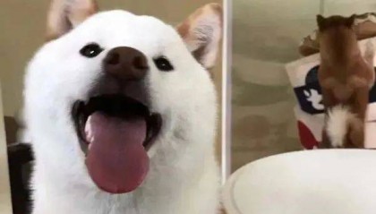 狗狗干眼症只是“没眼泪”？不重视甚至会有失明风险！