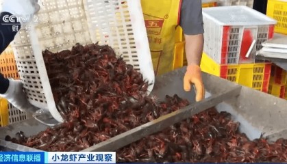 价格大跳水！“接下来还会降”