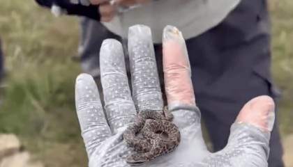 后怕！驴友爬山捡到幼蛇轮流抚摸，专家：有剧毒