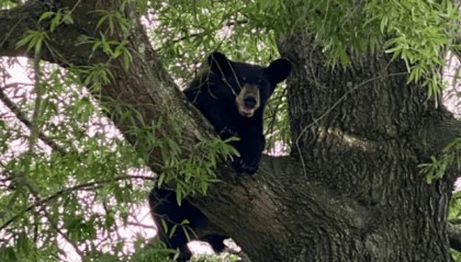 美国男子猎杀树上的熊，熊掉下来砸死另一人