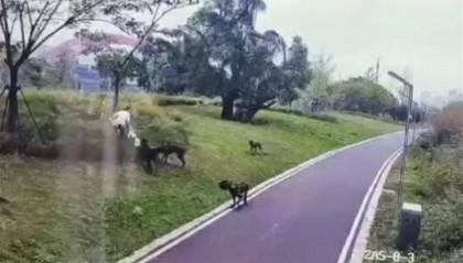 撕咬母女的四条大型犬系杂交品种，律师：犬主若过失致人轻伤，不构成犯罪