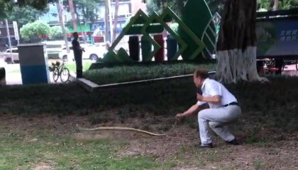 天降大蛇吓坏树下打牌阿姨，“硬核”大爷徒手逮蛇抡摔 专家：不建议这样处理