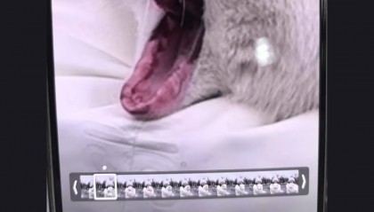 哈尔滨圣·索菲亚教堂门口合影白狐被拔牙？城管局：已将狐狸送到养殖基地