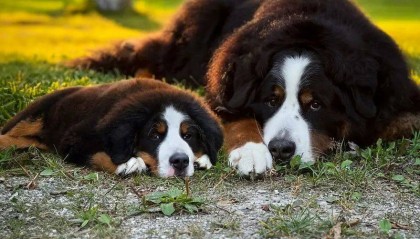 当狗狗“遇到”小时候的自己...这种创意“合照”也太可爱了吧！