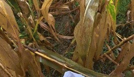 放假8天帮父母掰了7天半玉米的孩子，找到了！