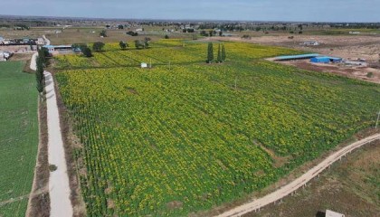 行走“几字弯”：地下水超采区水位回升，这里是如何做到的？