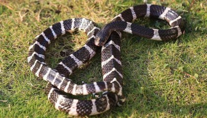 每年超25万人被蛇咬，救命血清怎么用？