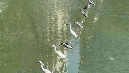 成都又见江上“神”鸟，洗完脚又排排站 网友：在等红绿灯吗？