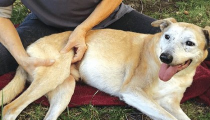 狗狗髌骨脱位应对指南：警惕长期缺乏这一关键元素可能导致的风险