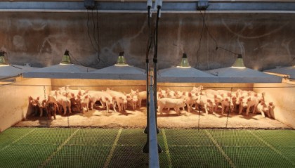 猪价持续“探底”，拐点何时到来？