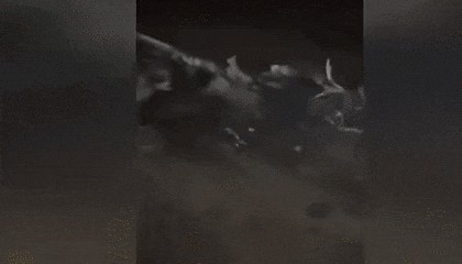 击落F-16？俘虏巴基斯坦飞行员？为啥印度媒体都宣传印度赢了？