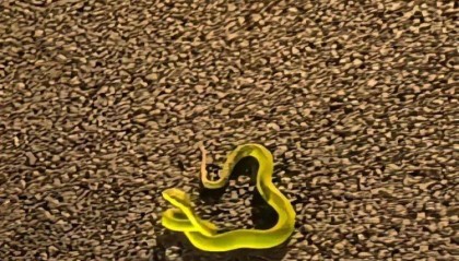 东莞一男子在松山湖被蛇咬伤，打120急救！近期散步请注意！