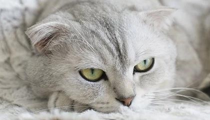 中俄传出重磅消息!北约秘书长“眼红颈赤”:我们不能坐以待毙!