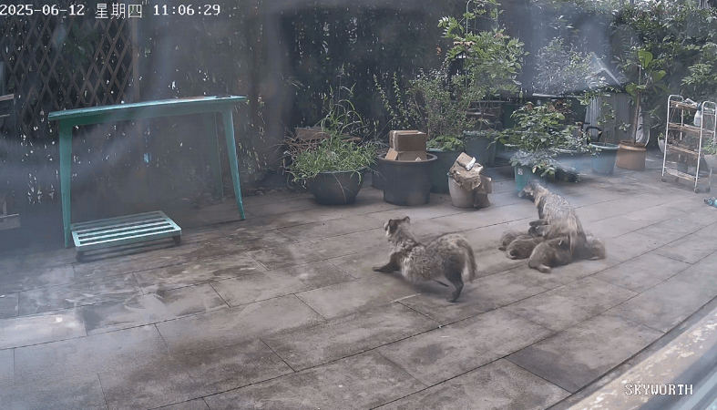 上海一小区居民苦恼新邻居:突然搬来让人提心吊胆!不能抓不能打