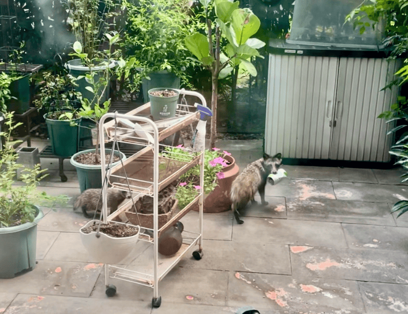 上海一小区居民苦恼新邻居:突然搬来让人提心吊胆!不能抓不能打