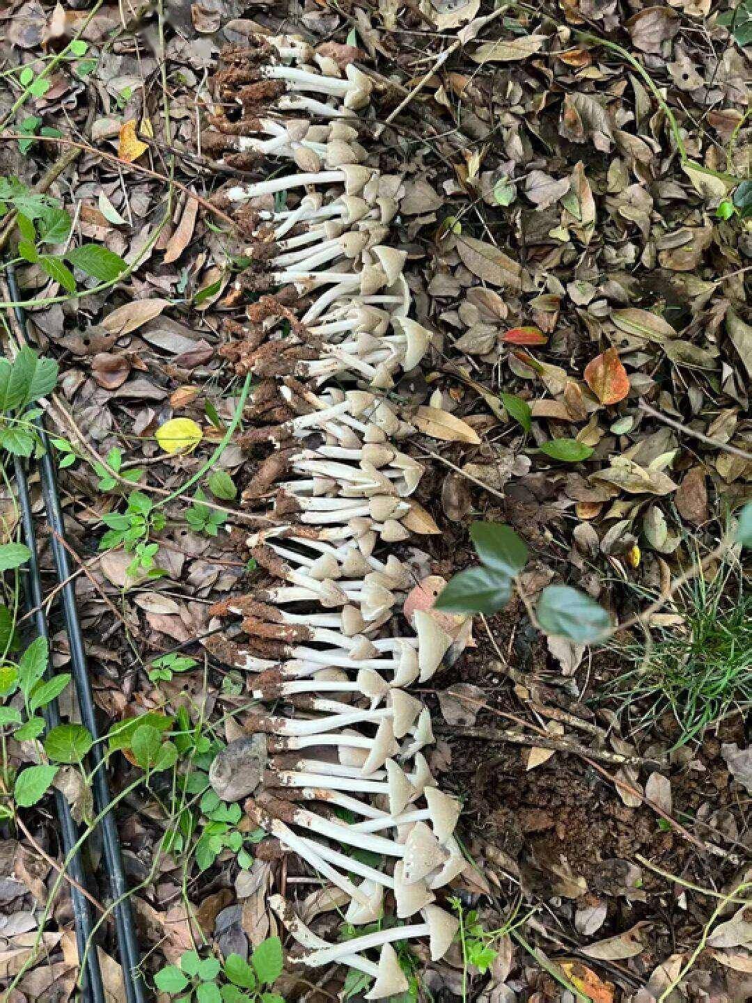 云南姑娘今年在杭州采了200斤鸡枞菌!专家提醒