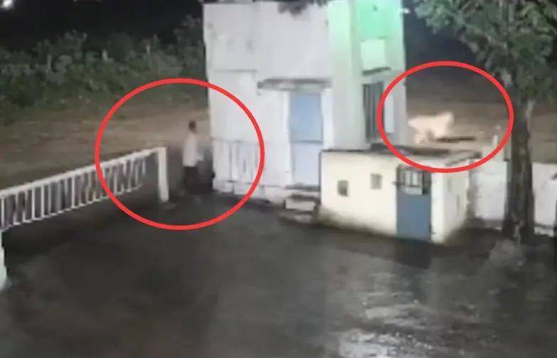 印度一男子后院与狮子相逢,双方都被吓懵,狮子扭身先逃