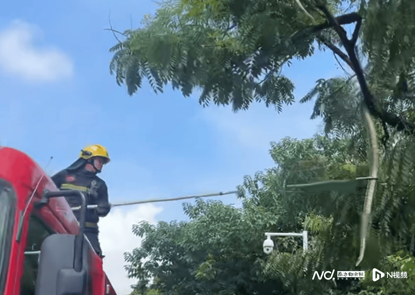 超2米长巨蟒“从天而降”，消防3分钟捉蛇，事发佛山顺德