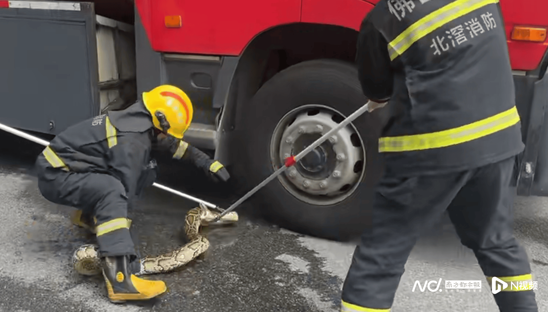 超2米长巨蟒“从天而降”，消防3分钟捉蛇，事发佛山顺德