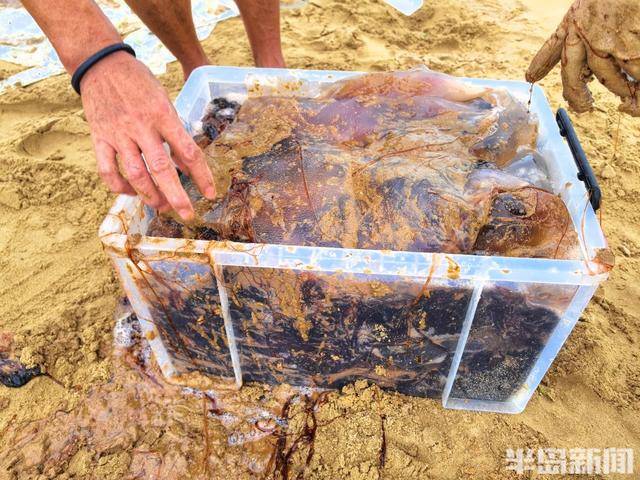 今年青岛海蜇有点多？有人一天捞上1000多斤，“最大海蜇王”超过300斤