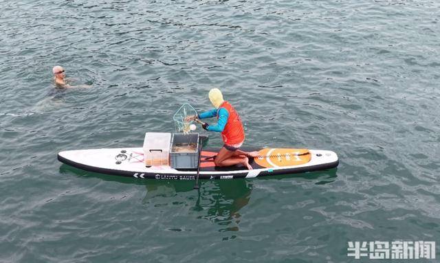 今年青岛海蜇有点多？有人一天捞上1000多斤，“最大海蜇王”超过300斤