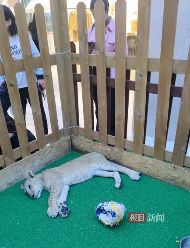 西安一商场用狮子“引流”遭质疑，小狮子、小马和羊驼已撤走