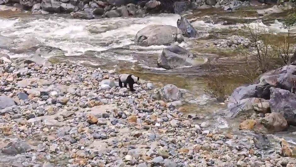 游客在陕西龙吟峡偶遇大熊猫过河，景区：系纯野生秦岭大熊猫，今年首次发现