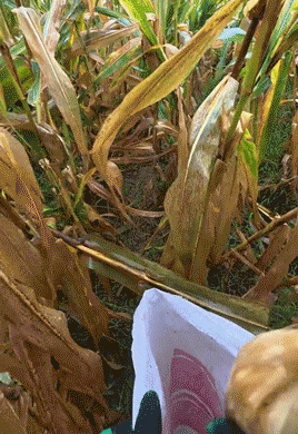 放假8天帮父母掰了7天半玉米的孩子，找到了！