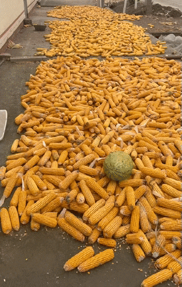 放假8天帮父母掰了7天半玉米的孩子，找到了！